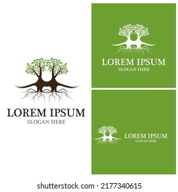 Tree icon and symbol vector template