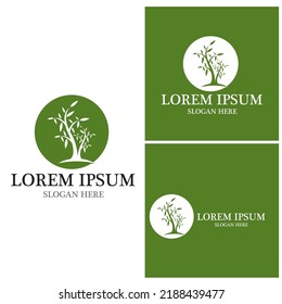 Tree icon and symbol vector template