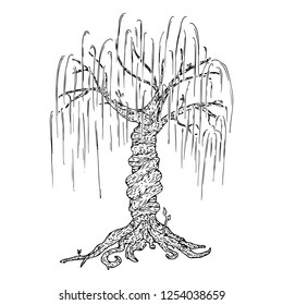 Tree icon. Vector illustration big tree willow. Hand drawn weeping willow tree.