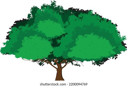 tree illustrations can be used to illustrate nature.green tree isolated on white