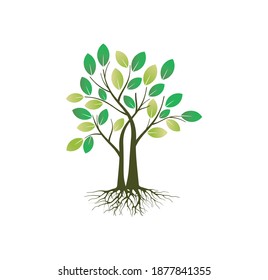 Tree illustrations with roots vector hand drawing