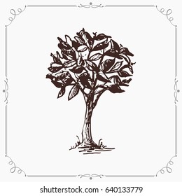 ?offee tree. Image in engraving style. Isolated vector illustration.
