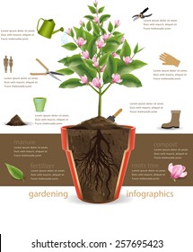 tree  infographics.vector