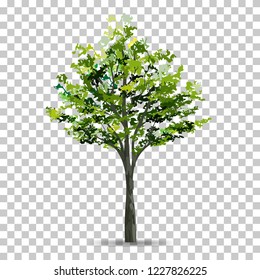 Tree isolated on transparent background with soft shadow. Use for landscape design. Park and outdoor object idea for natural article both on print and website. Vector illustration.