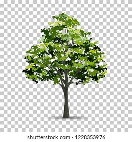 Tree isolated on transparent background with soft shadow. Use for landscape design. Park and outdoor object idea for natural article both on print and website. Vector illustration.