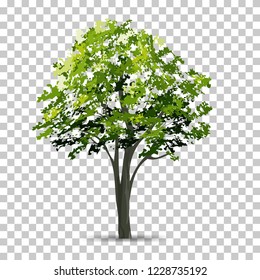 Tree isolated on transparent background with soft shadow. Use for landscape design. Park and outdoor object idea for natural article both on print and website. Vector illustration.