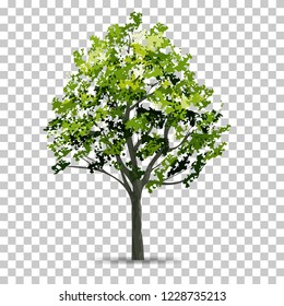 Tree isolated on transparent background with soft shadow. Use for landscape design. Park and outdoor object idea for natural article both on print and website. Vector illustration.