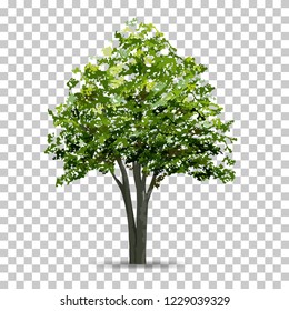 Tree isolated on transparent background with soft shadow. Use for landscape design. Park and outdoor object idea for natural article both on print and website. Vector illustration.