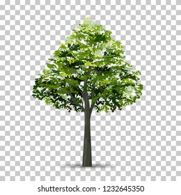 Tree isolated on transparent background with soft shadow. Use for landscape design. Park and outdoor object idea for natural article both on print and website. Vector illustration.