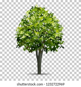Tree isolated on transparent background with soft shadow. Use for landscape design. Park and outdoor object idea for natural article both on print and website. Vector illustration.