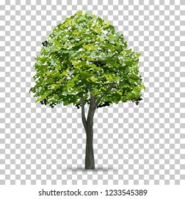 Tree isolated on transparent background with soft shadow. Use for landscape design. Park and outdoor object idea for natural article both on print and website. Vector illustration.