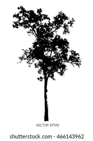 tree isolated on white