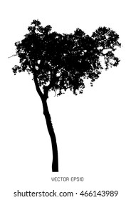 tree isolated on white