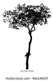 tree isolated on white