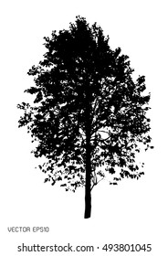 tree isolated on white