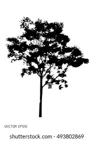 tree isolated on white
