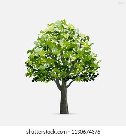 Tree isolated on white background with soft shadow. Use for landscape design, architectural decorative. Park and outdoor object idea for natural article both on print and website. Vector illustration.