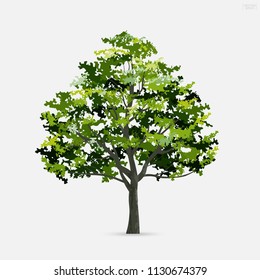 Tree isolated on white background with soft shadow. Use for landscape design, architectural decorative. Park and outdoor object idea for natural article both on print and website. Vector illustration.