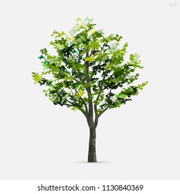 Tree isolated on white background with soft shadow. Use for landscape design, architectural decorative. Park and outdoor object idea for natural article both on print and website. Vector illustration.