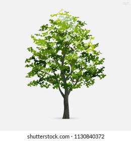 Tree isolated on white background with soft shadow. Use for landscape design, architectural decorative. Park and outdoor object idea for natural article both on print and website. Vector illustration.