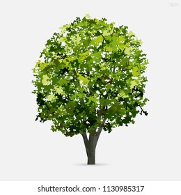 Tree isolated on white background with soft shadow. Use for landscape design, architectural decorative. Park and outdoor object idea for natural article both on print and website. Vector illustration.