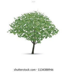 Tree isolated on white background with soft shadow. Use for landscape design, architectural decorative. Park and outdoor object idea for natural article both on print and website. Vector illustration.