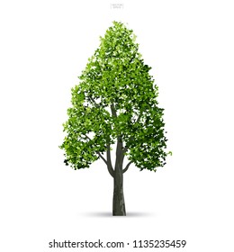 Tree isolated on white background with soft shadow. Use for landscape design, architectural decorative. Park and outdoor object idea for natural article both on print and website. Vector illustration.