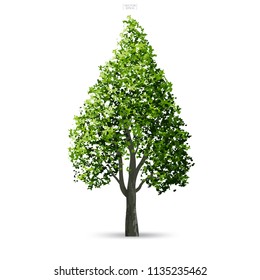 Tree isolated on white background with soft shadow. Use for landscape design, architectural decorative. Park and outdoor object idea for natural article both on print and website. Vector illustration.