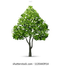 Tree isolated on white background with soft shadow. Use for landscape design, architectural decorative. Park and outdoor object idea for natural article both on print and website. Vector illustration.