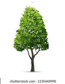 Tree isolated on white background with soft shadow. Use for landscape design, architectural decorative. Park and outdoor object idea for natural article both on print and website. Vector illustration.