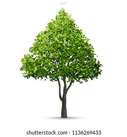 Tree isolated on white background with soft shadow. Use for landscape design, architectural decorative. Park and outdoor object idea for natural article both on print and website. Vector illustration.