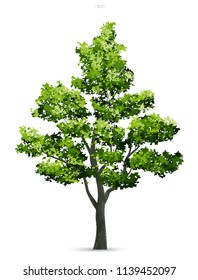Tree isolated on white background with soft shadow. Use for landscape design, architectural decorative. Park and outdoor object idea for natural article both on print and website. Vector illustration.