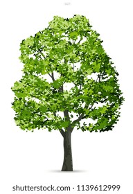 Tree isolated on white background with soft shadow. Use for landscape design, architectural decorative. Park and outdoor object idea for natural article both on print and website. Vector illustration.