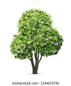 Tree isolated on white background with soft shadow. Use for landscape design, architectural decorative. Park and outdoor object idea for natural article both on print and website. Vector illustration.