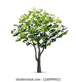 Tree isolated on white background with soft shadow. Natural object for landscape design. Vector illustration.