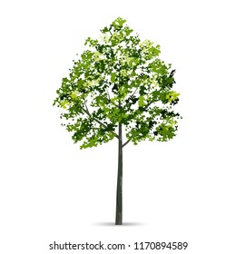 Tree isolated on white background with soft shadow. Natural object for landscape design. Vector drafting and drawing, not auto-traced.