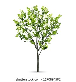 Tree isolated on white background with soft shadow. Natural object for landscape design. Vector drafting and drawing, not auto-traced.