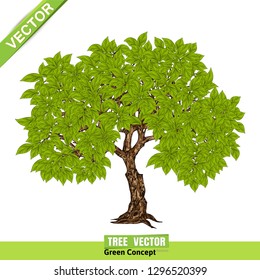 Tree Isolated on White Background

