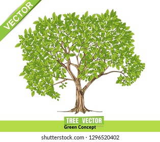 Tree Isolated on White Background
