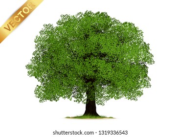 Tree  Isolated on White Background.