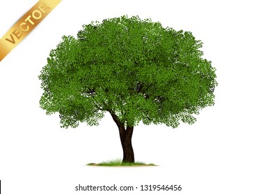Tree  Isolated on White Background.