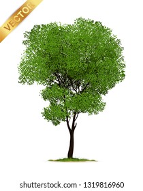 Tree  Isolated on White Background.