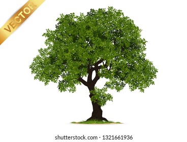 Tree  Isolated on White Background.
