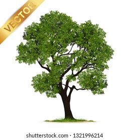 Tree  Isolated on White Background.