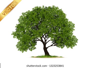 Tree  Isolated on White Background.