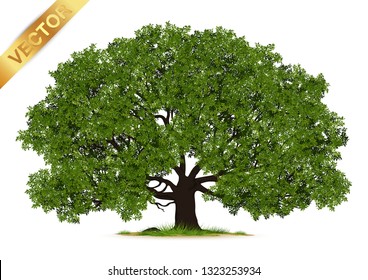 Tree  Isolated on White Background.