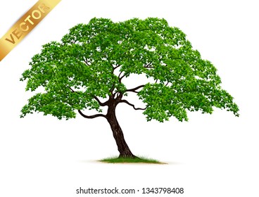 Tree  Isolated on White Background.