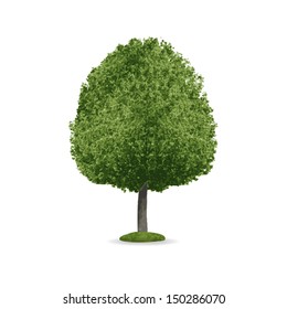 Tree isolated on white background - Vector illustration