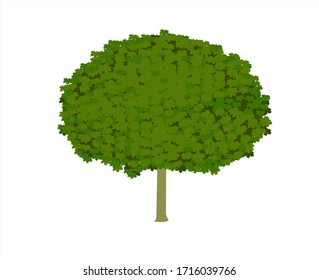 Baum einzeln auf weißem Hintergrund. Ein Acer platanoides Baum. Vektorillustration.