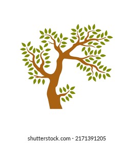 Árbol aislado en fondo blanco